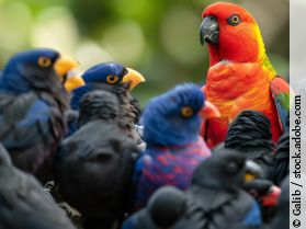 Farbenprächtiger roter Papagei inmitten einer Gruppe dunkler Vögel